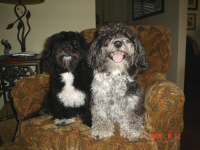 happy & buddy wp.jpg